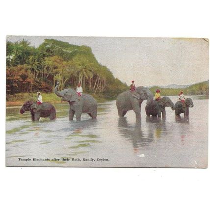 Temple Elephants After Their Bath, Kandy, Ceylon, Postcard.