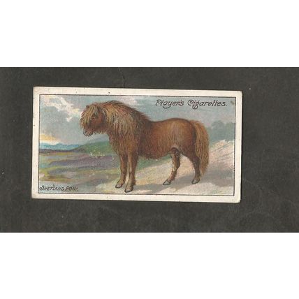 Cigarette Card Players Nature Series 1909 #38 Shetland Pony