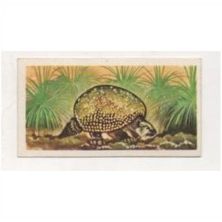 1972 Brooke Bond Tea card Prehistoric Animals Card no.47 Glyptodon