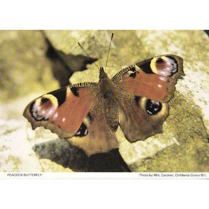 Peacock Butterfly Childwick Green Herts Hertfordshire Womens Institute Postcard