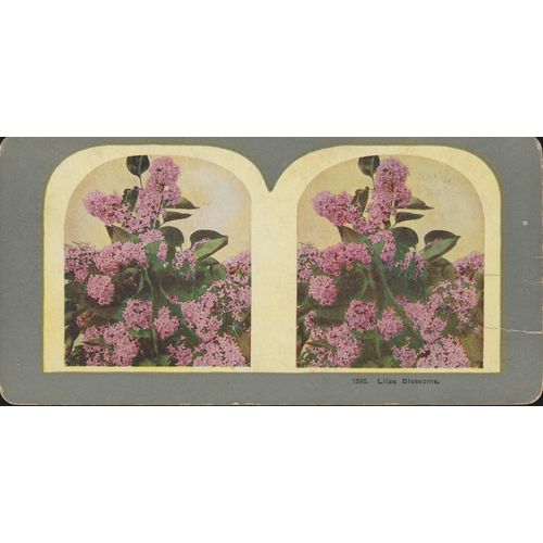 Lilac Blossoms - Coloured Vintage 3D Stereoview Card