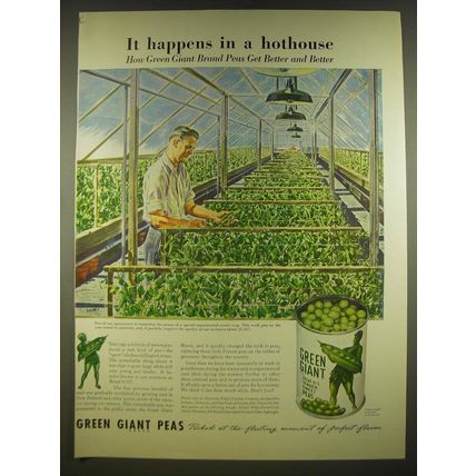 1945 Green Giant Peas Ad - It happens in a hot house