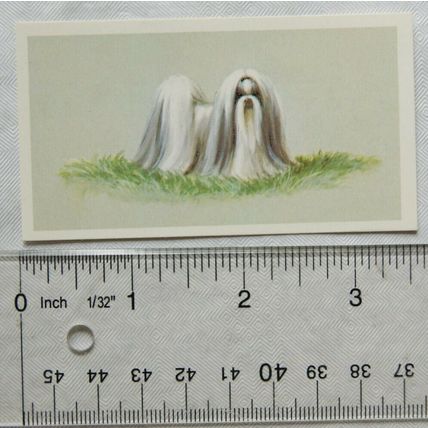 1979 Grandee Top Dogs Card No. 22 The Shih Tzu