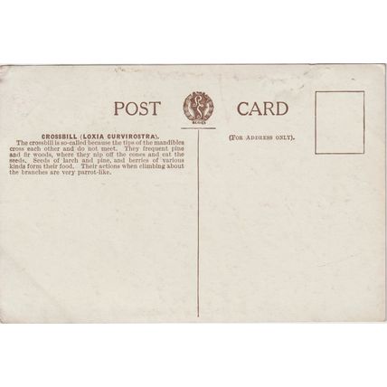 Artist Drawn Male And Female Crossbill Bird Postcard (QAN0052)