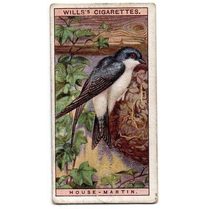 SINGLE WILLS CIGARETTE CARD BRITISH BIRDS 1917 NUMBER 42 HOUSE-MARTIN