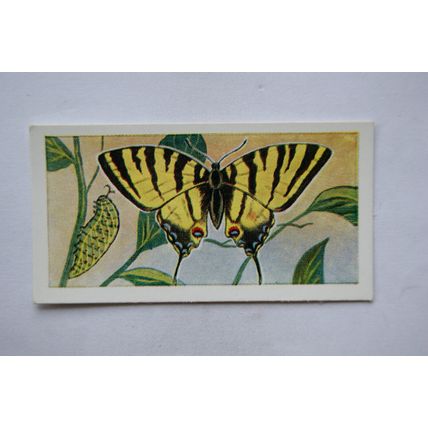 1958 Swettenham tea card Butterflies & Moths No. 10 Scarce Swallowtail