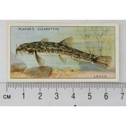 1933 Players Fresh-water Fishes, pink back No. 26 Loach