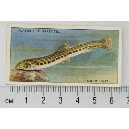 1933 Players Fresh-water Fishes, pink back No. 27 Spined Loach