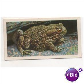 1958 Brooke Bond Tea Ltd. Tea card British Wild Life No.48 Common Toad