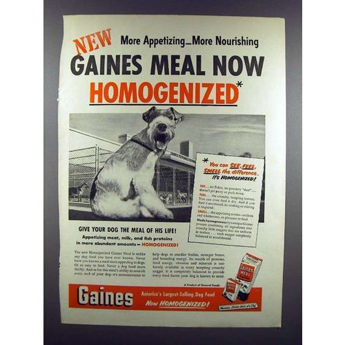 1951 Gaines Meal Dog Food Ad - Now Homogenized