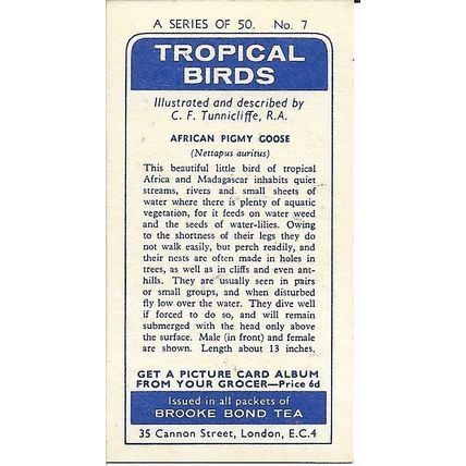 Tropical Birds 1961 Brooke Bond Tea Card 7 - African Pigmy Goose