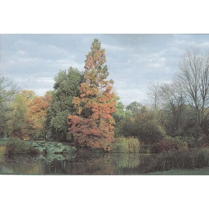 RHS Wisley Surrey The Lake Postcard unused VGC