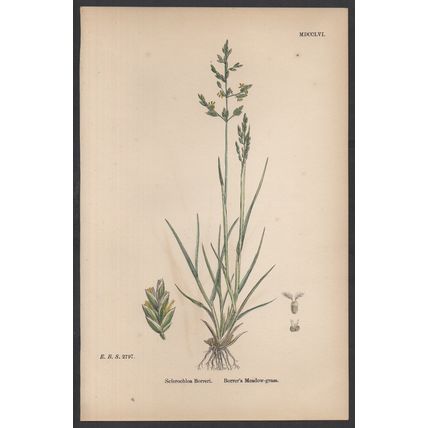 BORRER’S MEADOW-GRASS 1872 John Edward Sowerby PLANT PRINT