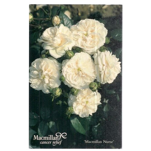 MACMILLAN NURSE' rose used postcard cancer charity card flowers plants =