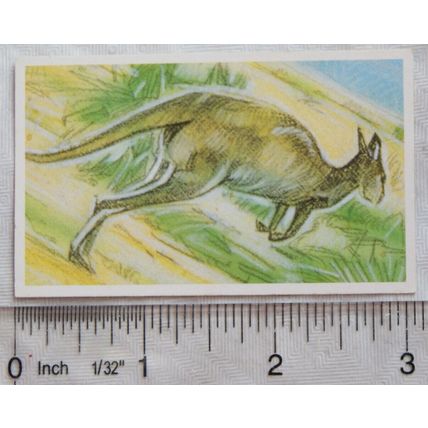 Brooke Bond Going Wild No. 26 Grey Kangaroo, Wildlife Survival Challenge