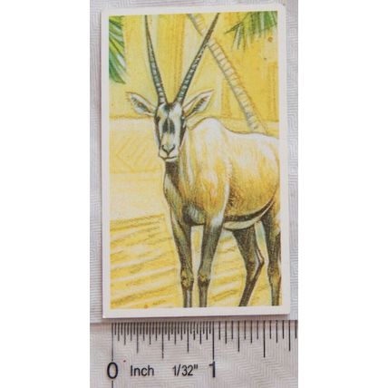 Brooke Bond Going Wild No. 9 Arabian Oryx, Wildlife Survival Challenge