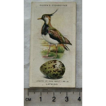 1939 Ogdens British Birds & Their Eggs 18 Lapwing