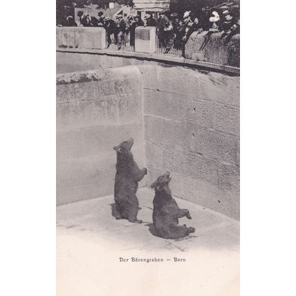 Der Barengraben Bern Switzerland Bears Antique Postcard