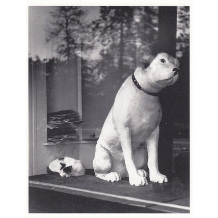 Los Angeles How Much Is That Dog Doggie In The Window RPC USA Photo Postcard