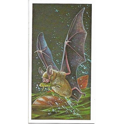Incredible Creatures 1985 Brooke Bond Tea Card 36 - Frog-Eating Bat