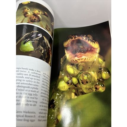 National Geographic Magazine November 2006 Earliest Child Collectable
