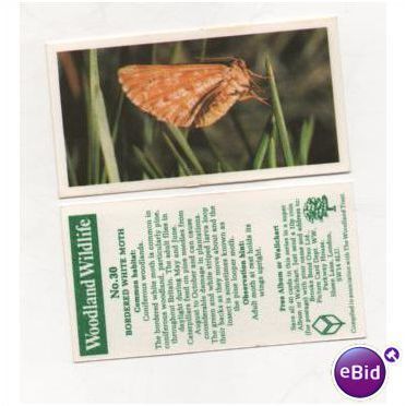 Brooke Bond Tea card Woodland Wildlife series no.30 BORDERED WHITE MOTH