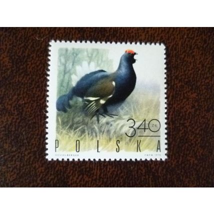 Poland 1970 Game Birds Black Grouse mint stamp SG1973