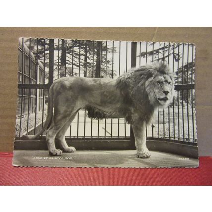 LION AT BRISTOL ZOO, BRISTOL unused postcard RP by Harvey Barton c.1960 =