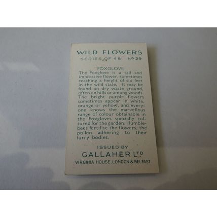 1939 Gallaher Wild Flowers Card # 29 of 48 Foxglove Good (2)