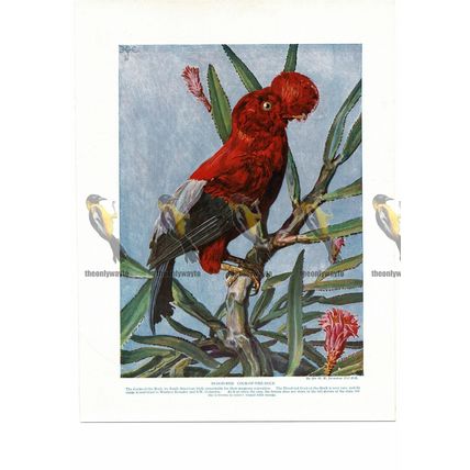 Blood Red Cock of the Rock, Book Illustration (Print), c1925
