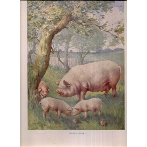 HAPPY PIGS. . illustration by Albert Kaye 335 x 240 mm book plate