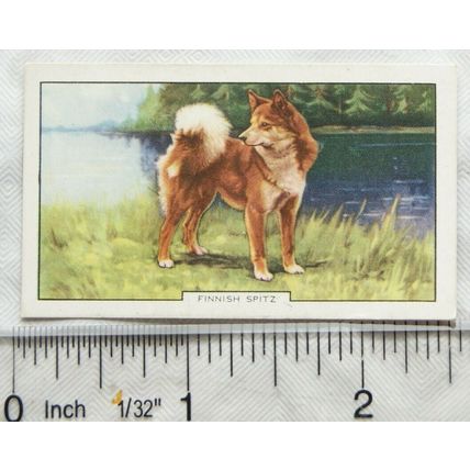 1938 Gallaher Dogs 2nd Series No. 6 Finnish Spitz