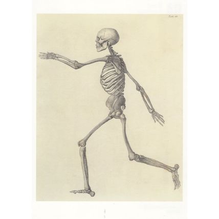 George Stubbs Victorian Human Skeleton Walking Painting Postcard