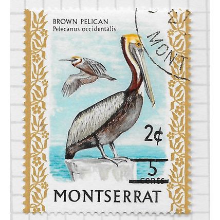 MONTSERRAT 1976 SURCHARGED BIRDS UNCHECKED BROWN PELICAN USED