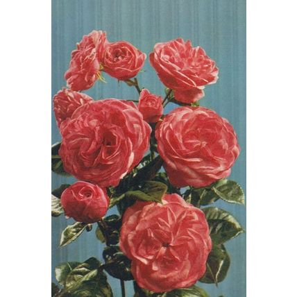 Rose Nymph 1953 Ireland Roses Unusual Rare Flowers Postcard