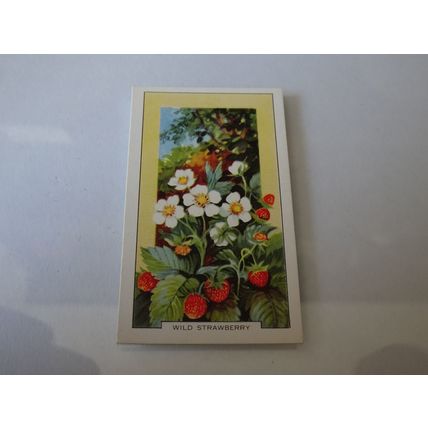1939 Gallaher Wild Flowers Card # 18 of 48 Wild Strawberry Very Good (3)