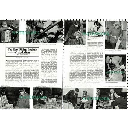 (44) The East Riding Institute of Agriculture Cockill Maltas Lyus - 1966 Article