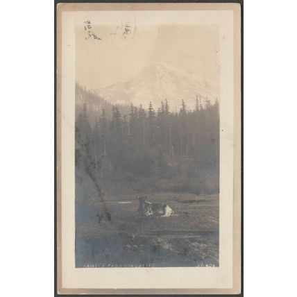 Mount Rainier from Longmires, Washington, 1912 - Pillsbury Picture Co RPPC