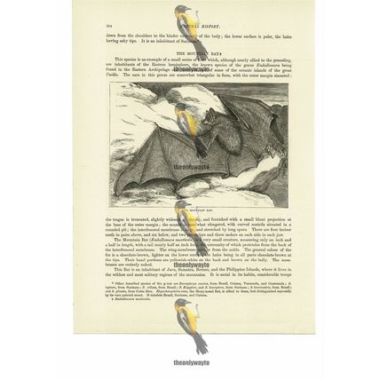 Mountain Bat, Book Illustration (Print), 1884