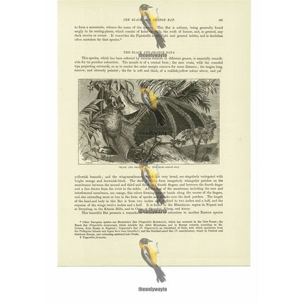 Black And Orange Bat, Book Illustration (Print), 1884