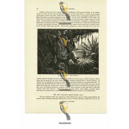 Collared Bat, Book Illustration (Print), 1884