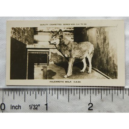 1926 Pattreiouex Real Photos Animals No. CA66 - Palearctic Wolf