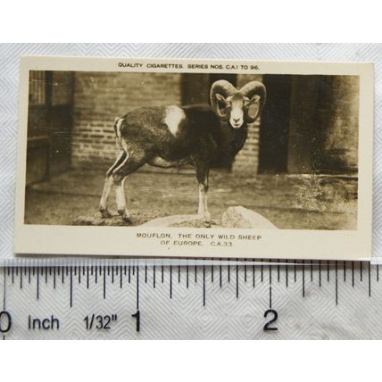 1926 Pattreiouex Real Photos Animals No. CA33 - Mouflon