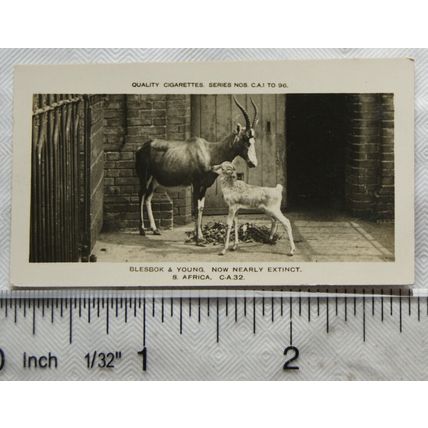 1926 Pattreiouex Real Photos Animals No. CA32 - Blesbox & Young