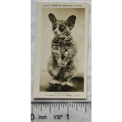 1926 Pattreiouex Real Photos Animals No. CA27 - Mahole Galago