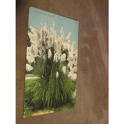 Early Postcard - Pampas Grass plant - Bermuda