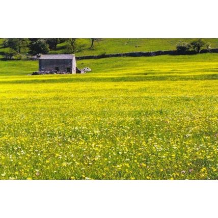 Flower Meadow near Hubberholme Yorkshire Musuem Photo Award Winner Postcard