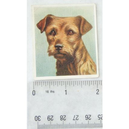 1939 Godfrey Phillips Our Dogs No. 23 The Border Terrier