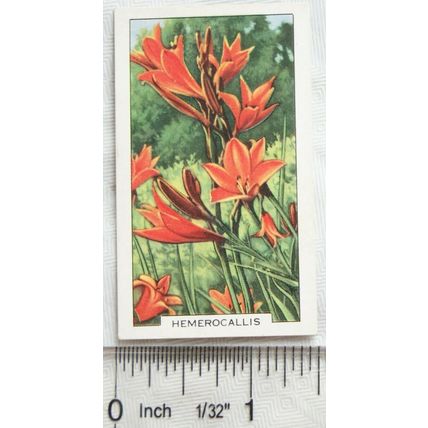 1938 Gallaher's Garden flowers No. 18 Hemerocallis