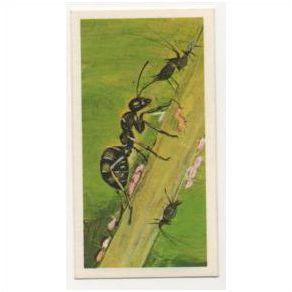 1976 Brooke Bond Tea card Wonders of Wildlife No.44 Miniature 'Farmers'